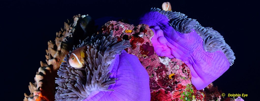 Coral during night dive